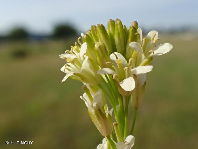 <i>Turritis glabra</i> L., 1753 © H. TINGUY