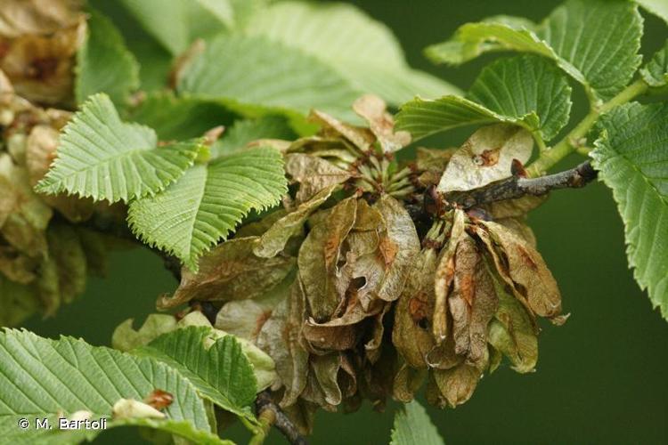 <i>Ulmus glabra</i> Huds., 1762 © M. Bartoli