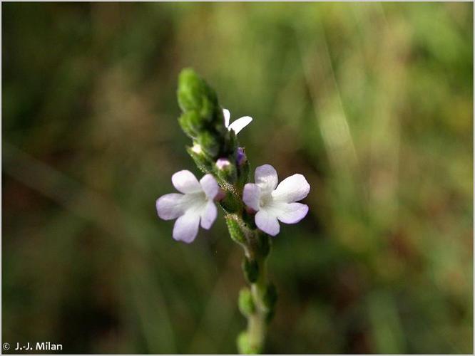 <i>Verbena officinalis</i> L., 1753 © 