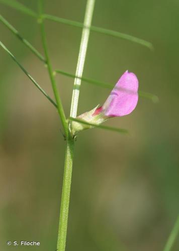 <i>Vicia angustifolia</i> L., 1759 © S. Filoche