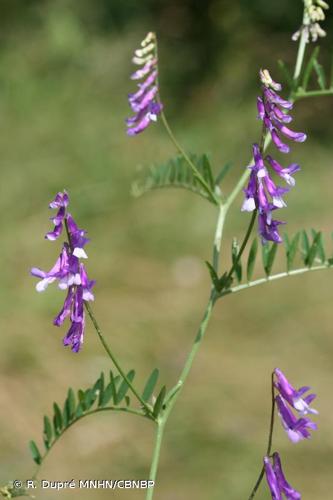 <i>Vicia dasycarpa</i> Ten., 1829 © R. Dupré MNHN/CBNBP