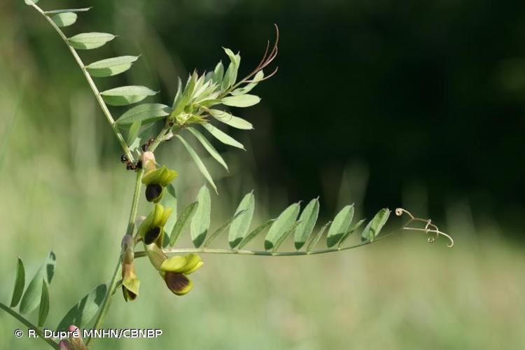 <i>Vicia melanops</i> Sm., 1813 © R. Dupré MNHN/CBNBP