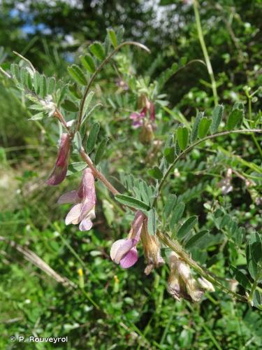 <i>Vicia pannonica</i> Crantz, 1769 © P. Rouveyrol