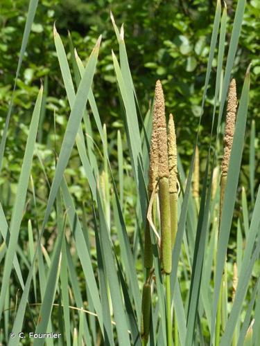 <i>Typha latifolia</i> L., 1753 © C. Fournier