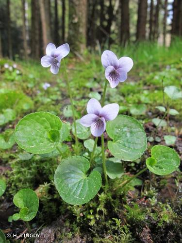 <i>Viola palustris</i> L., 1753 © H. TINGUY