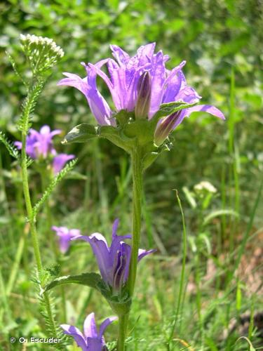 <i>Campanula glomerata </i>L., 1753 subsp.<i> glomerata</i> © O. Escuder