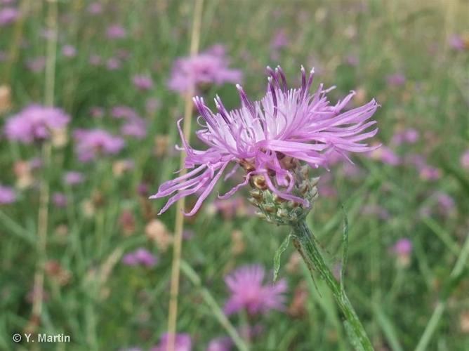 <i>Centaurea jacea </i>subsp.<i> timbalii</i> (Martrin-Donos) Braun-Blanq., 1952 © 