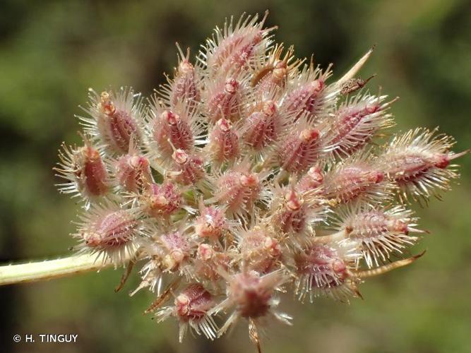 <i>Daucus carota </i>L., 1753 subsp.<i> carota</i> © H. TINGUY