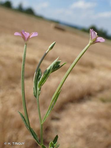 <i>Epilobium tetragonum </i>subsp.<i> lamyi</i> (F.W.Schultz) Nyman, 1879 © H. TINGUY