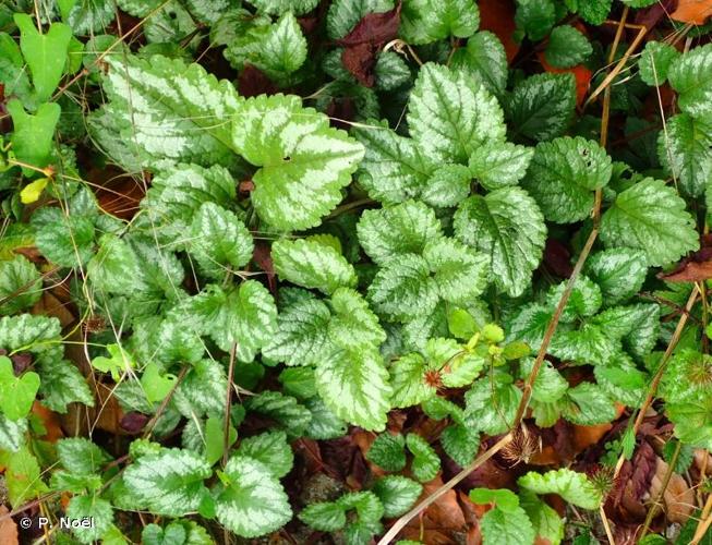 <i>Lamium galeobdolon </i>subsp.<i> argentatum</i> (Smejkal) J.Duvign., 1987 © P. Noël