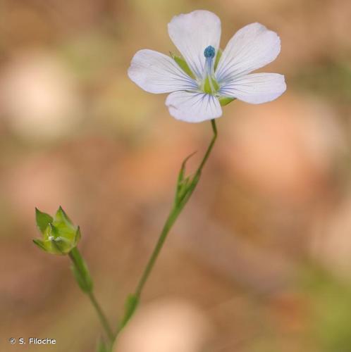 <i>Linum usitatissimum </i>subsp.<i> angustifolium</i> (Huds.) Thell., 1912 © S. Filoche