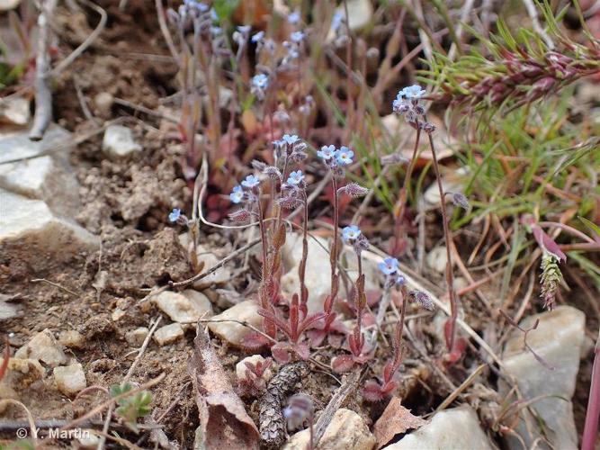 <i>Myosotis ramosissima </i>Rochel, 1814 subsp.<i> ramosissima</i> © 