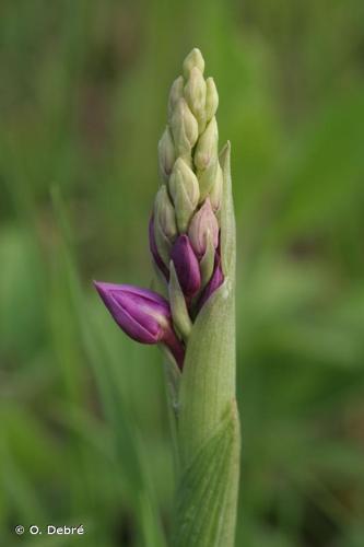 <i>Orchis mascula </i>(L.) L., 1755 subsp.<i> mascula</i> © O. Debré