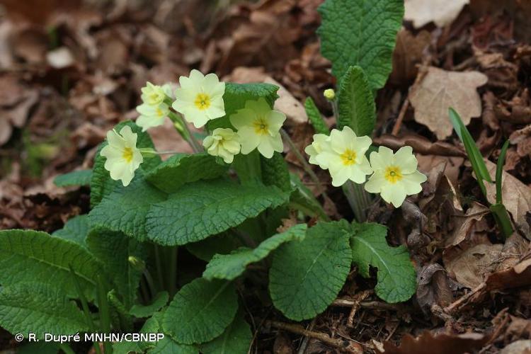 <i>Primula vulgaris </i>Huds., 1762 subsp.<i> vulgaris</i> © R. Dupré MNHN/CBNBP