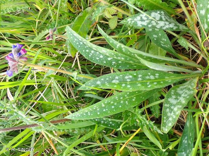 <i>Pulmonaria longifolia </i>(Bastard) Boreau, 1857 subsp.<i> longifolia</i> © H. TINGUY