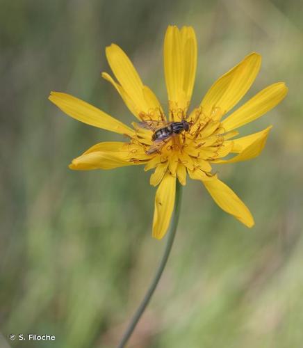 <i>Tragopogon pratensis </i>subsp.<i> orientalis</i> (L.) Čelak., 1871 © S. Filoche