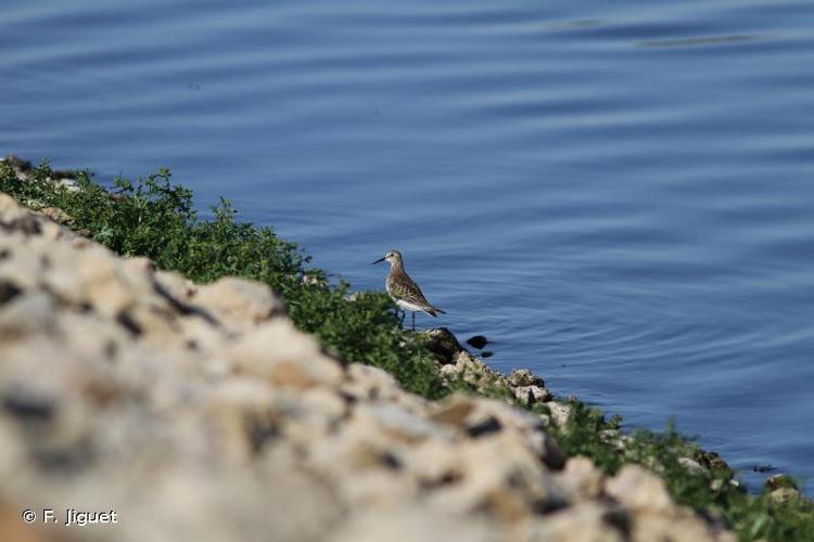 <i>Calidris bairdii</i> (Coues, 1861) © F. Jiguet