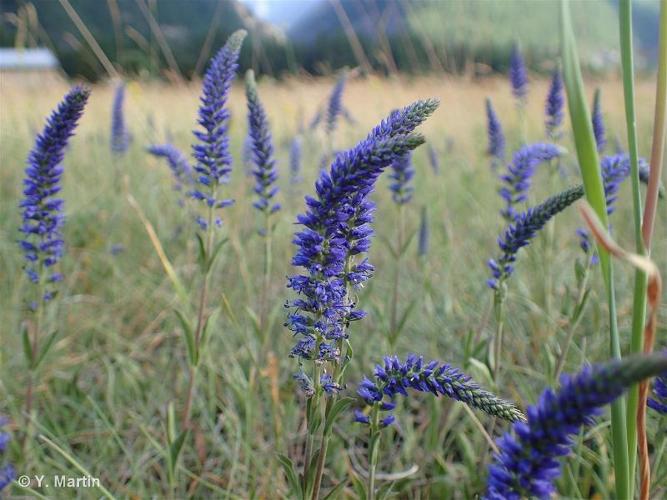 <i>Veronica spicata </i>L., 1753 subsp.<i> spicata</i> © 