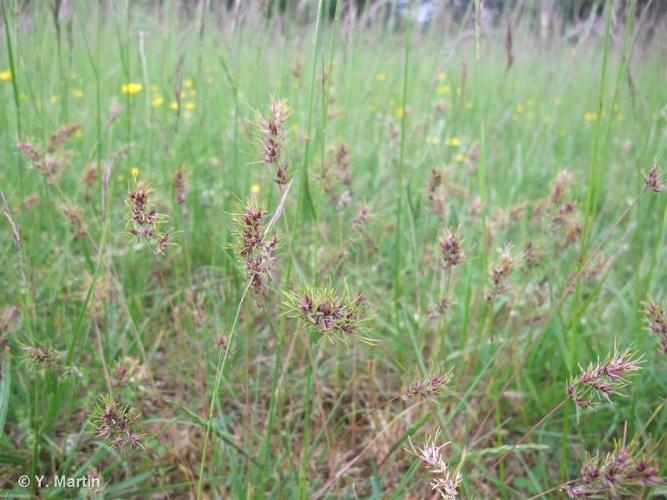 <i>Poa bulbosa </i>var.<i> vivipara</i> Koeler, 1802 © 