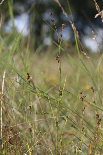 <i>Bupleurum virgatum</i> Cav., 1791 © R. Dupré MNHN/CBNBP