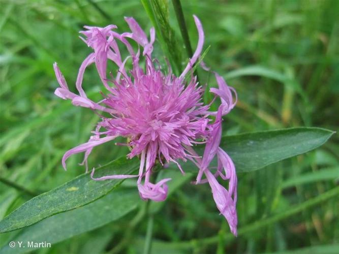 <i>Centaurea jacea </i>L., 1753 subsp.<i> jacea</i> © 