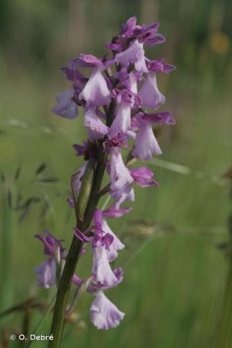 <i>Anacamptis </i>x<i> alata</i> (Fleury) H.Kretzschmar, Eccarius & H.Dietr., 2007 © O. Debré