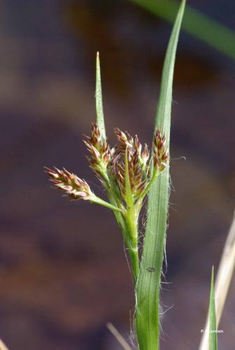 <i>Luzula multiflora </i>(Ehrh.) Lej., 1811 subsp.<i> multiflora</i> © P. Gourdain