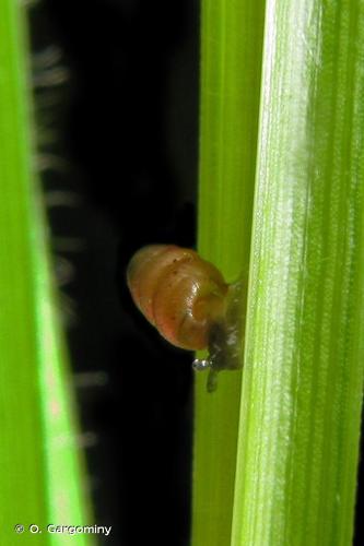 <i>Columella edentula</i> (Draparnaud, 1805) © O. Gargominy