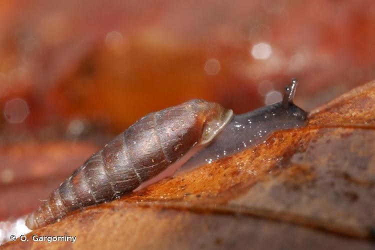 <i>Clausilia rugosa parvula</i> A. Férussac, 1807 © O. Gargominy