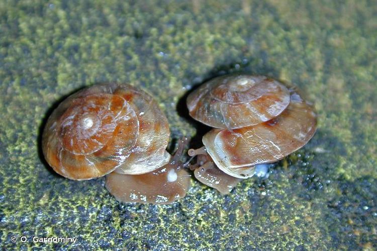 <i>Helicigona lapicida lapicida</i> (Linnaeus, 1758) © O. Gargominy