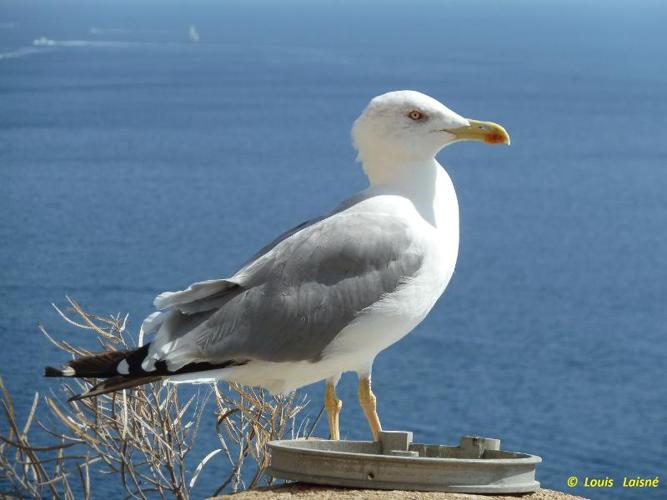 <i>Larus michahellis</i> Naumann, 1840 © 