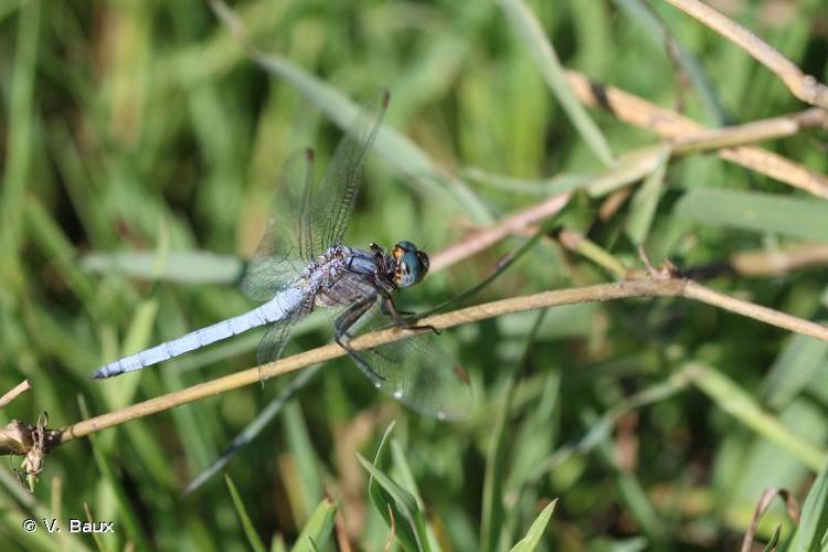 <i>Orthetrum coerulescens anceps</i> (Schneider, 1845) © V. Baux