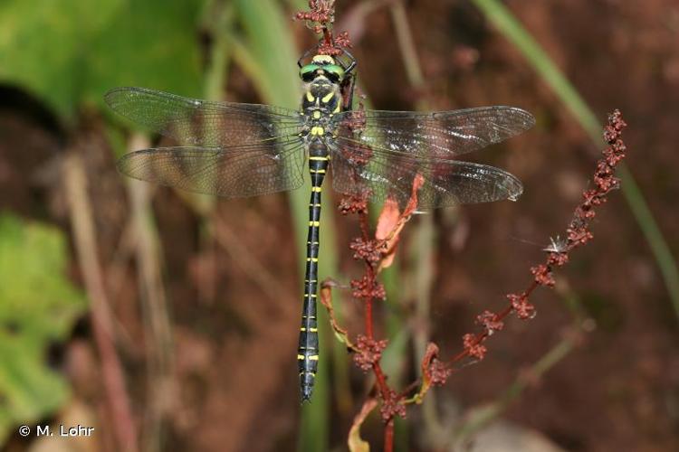 <i>Cordulegaster boltonii</i> (Donovan, 1807) © M. Lohr