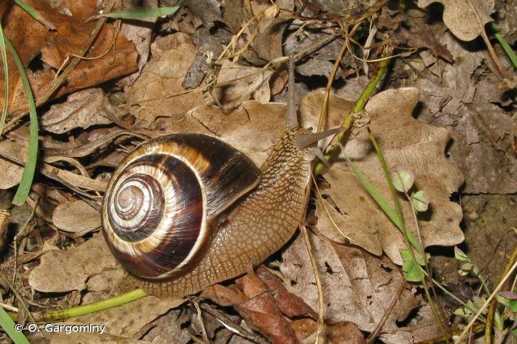 <i>Helix lucorum</i> Linnaeus, 1758 © O. Gargominy