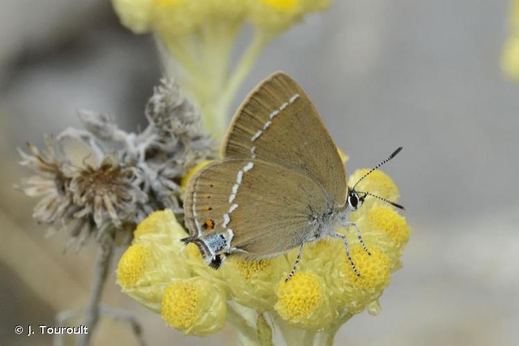 <i>Satyrium spini</i> (Denis & Schiffermüller, 1775) © J. Touroult