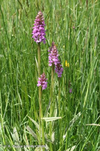 <i>Dactylorhiza </i>x<i> townsendiana</i> (Rouy) Soó, 1960 © R. Dupré MNHN/CBNBP