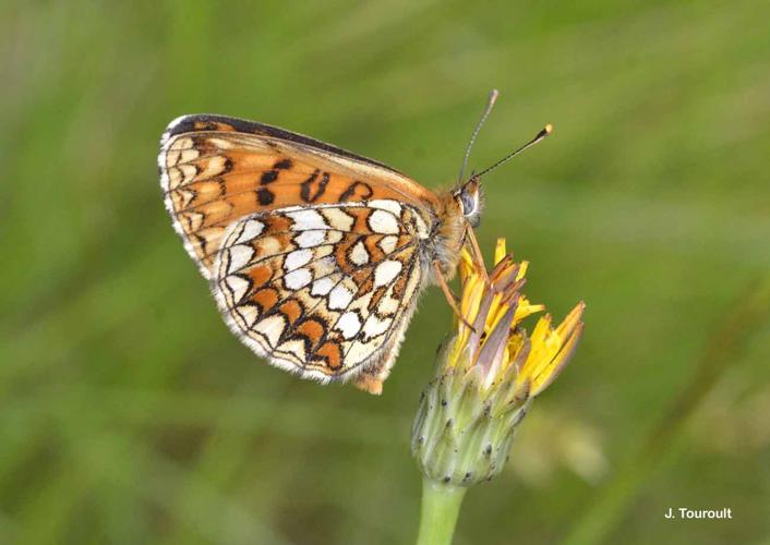 <i>Melitaea athalia</i> (Rottemburg, 1775) © J. Touroult