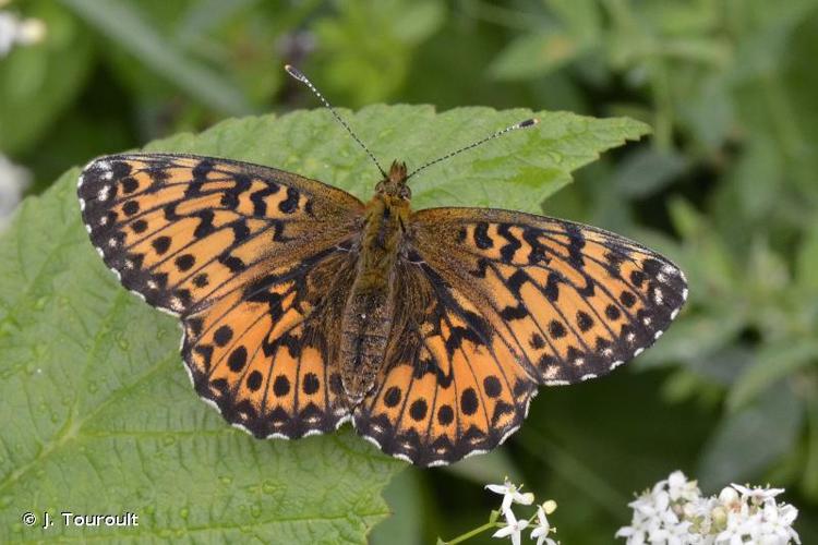 <i>Boloria dia</i> (Linnaeus, 1767) © J. Touroult