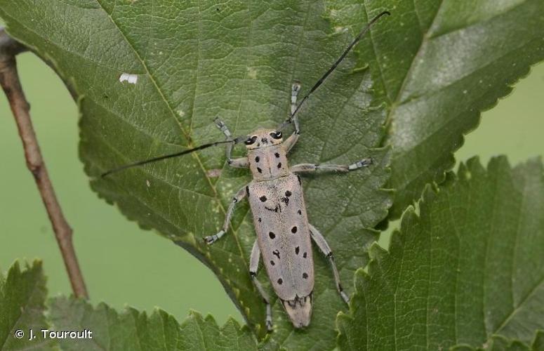 <i>Saperda punctata</i> (Linnaeus, 1767) © J. Touroult