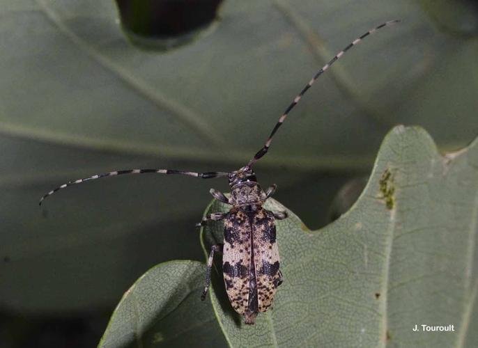 <i>Leiopus nebulosus</i> (Linnaeus, 1758) © J. Touroult