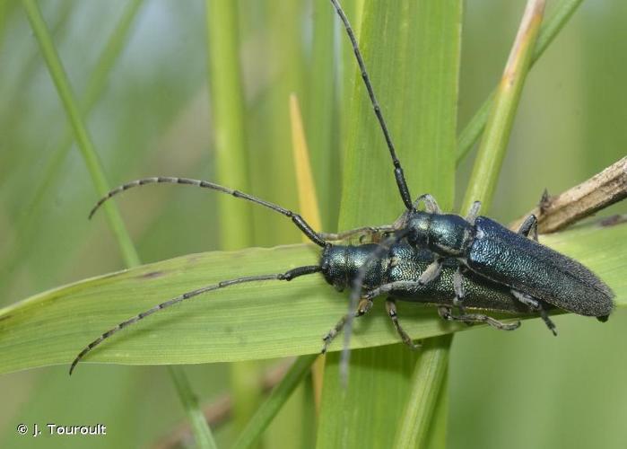 <i>Agapanthia intermedia</i> Ganglbauer, 1884 © J. Touroult