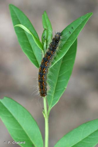 <i>Trichiura crataegi</i> (Linnaeus, 1758) © P. Chatard