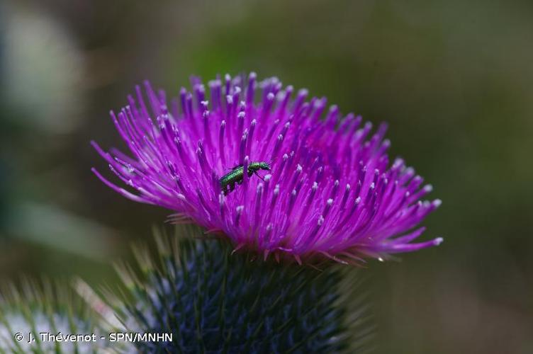 <i>Psilothrix viridicoerulea</i> (Geoffroy, 1785) © J. Thévenot - SPN/MNHN