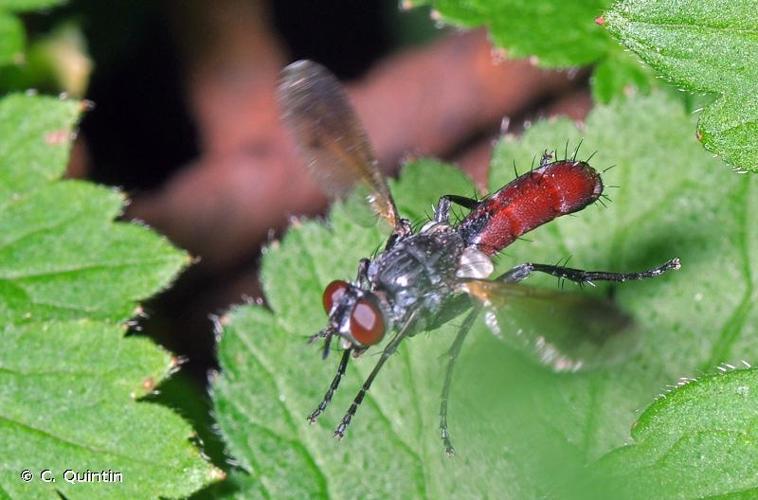 <i>Cylindromyia bicolor</i> (Olivier, 1811) © C. Quintin