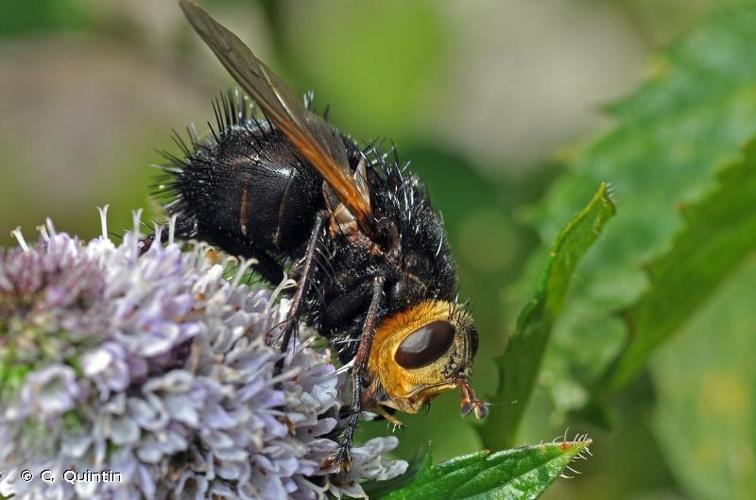 <i>Tachina grossa</i> (Linnaeus, 1758) © C. Quintin