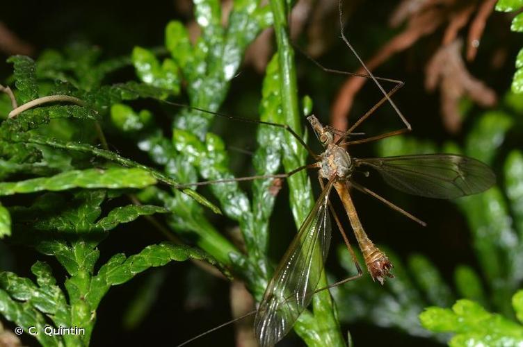 <i>Tipula oleracea</i> Linnaeus, 1758 © C. Quintin