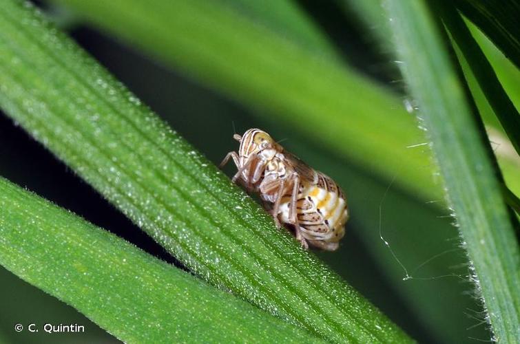 <i>Dicranotropis hamata</i> (Boheman, 1847) © C. Quintin