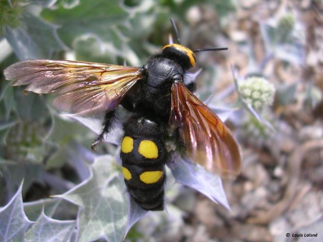 <i>Megascolia maculata</i> (Drury, 1773) © 