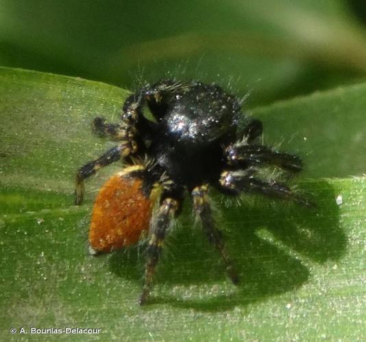 <i>Carrhotus xanthogramma</i> (Latreille, 1819) © A. Bounias-Delacour