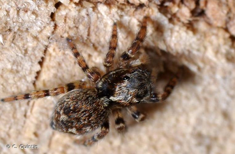 <i>Pseudeuophrys lanigera</i> (Simon, 1871) © C. Quintin